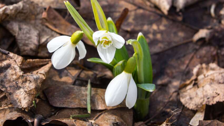 Особый обычай дня: что можно и нельзя делать 20 марта