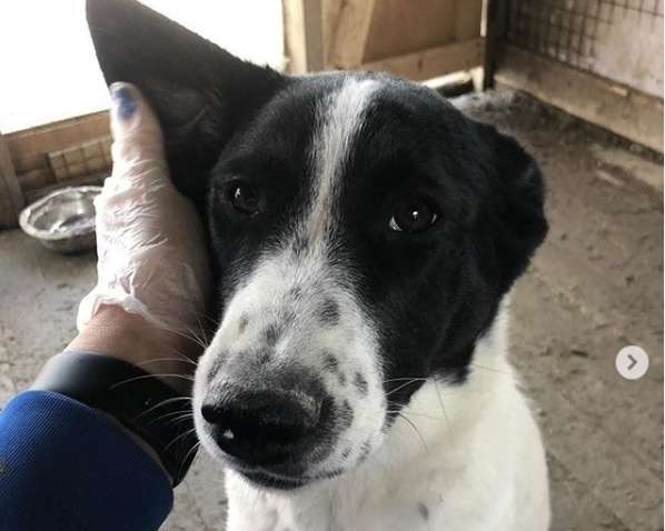 У Росії взяли собаку з притулку "в добрі руки", після чого вбили і з'їли (18+)