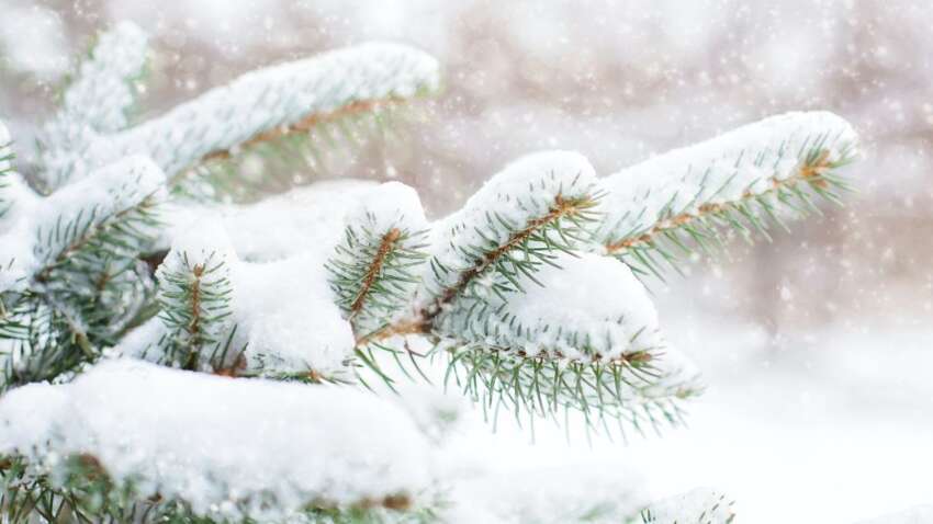 Какой церковный праздник 3 декабря: главный запрет этого дня Какой церковный праздник 3 декабря: главный запрет этого дня