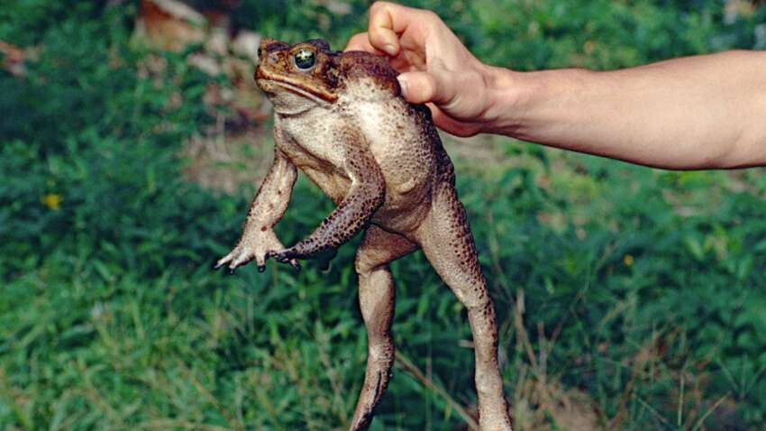 Женщина проглотила восемь живых лягушек, чтобы вылечить боль в спине: чем это кончилось