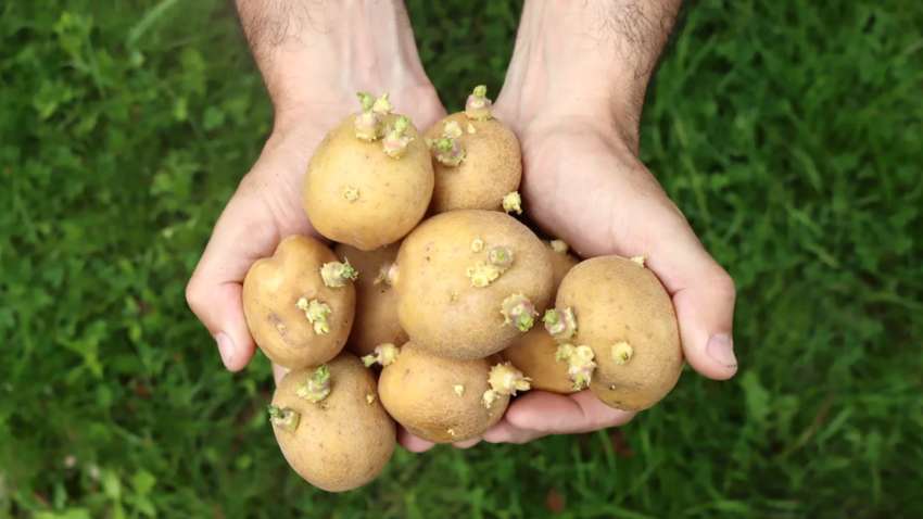 Чи можна їсти пророщену картоплю: які це матиме наслідки