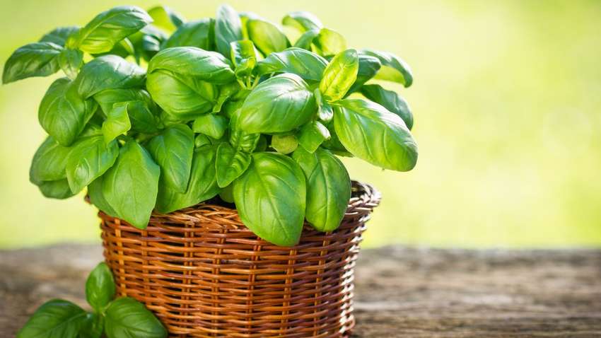 Какое растение может защитить от развития деменции