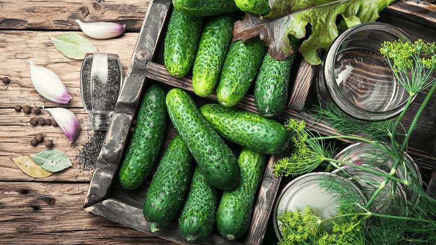 Медики объяснили, кому нельзя есть много огурцов