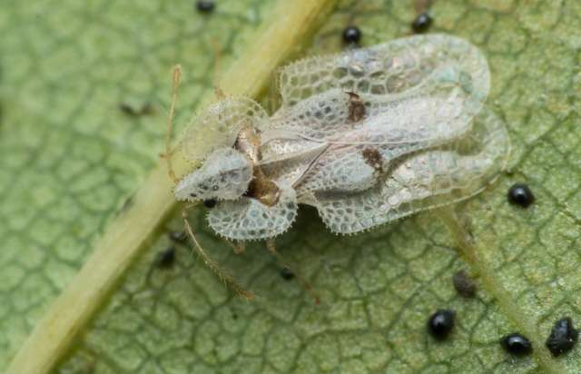 Все тело в красных пятнах: на Закарпатье людей "атакуют" клопы из Америки (ФОТО)