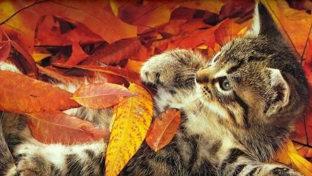 Погода в Украине сегодня: в каких регионах ждать тепла