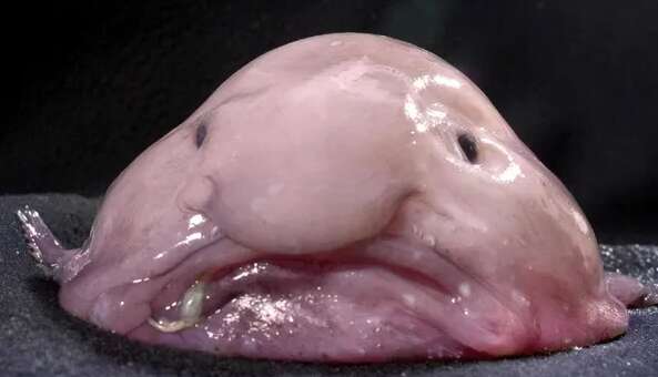 "Найпотворнішу тварину в світі" назвали рибою року "Найпотворнішу тварину в світі" назвали рибою року