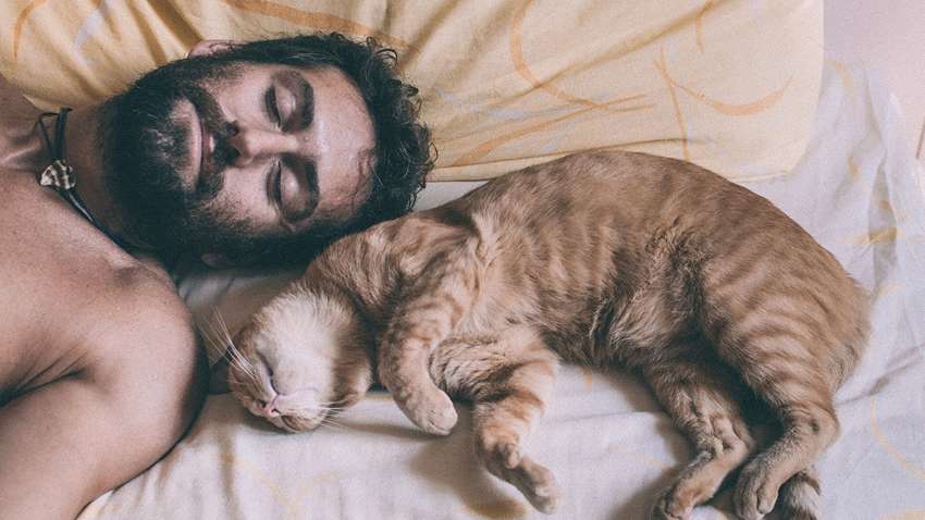 Чому кішки вночі намагаються спати ближче до людини