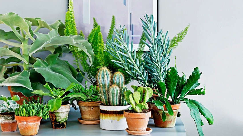 Гид по комнатным растениям для начинающих
