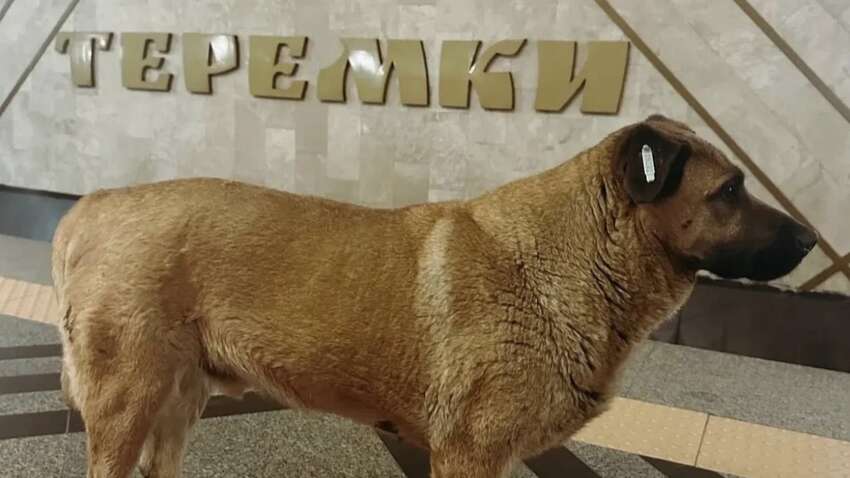 Киевский метрополитен отреагировал на скандал с собакой: кого обвиняют Киевский метрополитен отреагировал на скандал с собакой: кого обвиняют