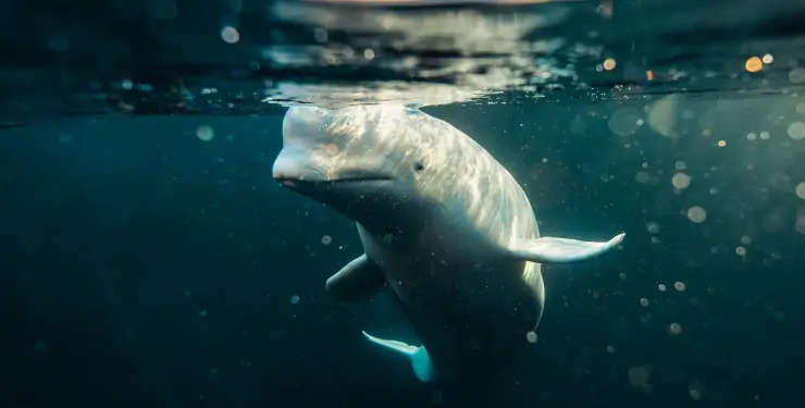 Знаменитий російський кит-шпигун Хвалдімір знайдений мертвим у водах Норвегі