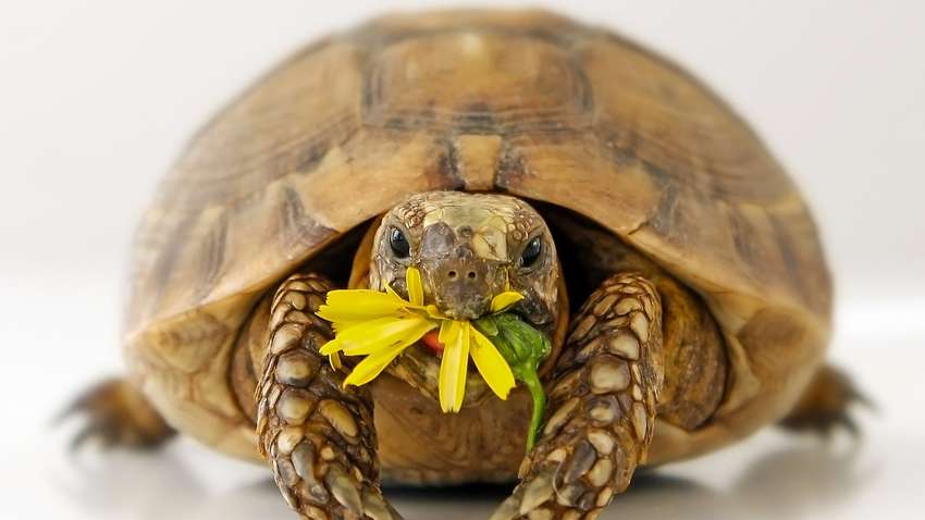 Штраф 200 євро: у Римі покарали жінку, яка вигулювала черепаху