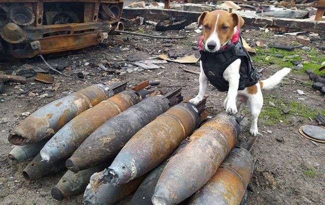 Пес Патрон став першим собакою в історії, який отримав титулул від UNICEF: подробиці