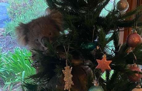 В Австралии коала пробралась в дом и залезла на рождественскую ёлку (ВИДЕО)