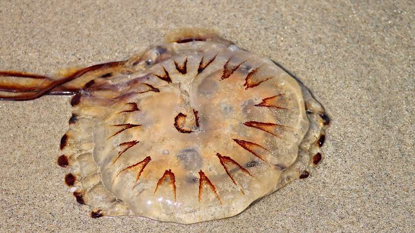 С рыбой внутри: на пляже нашли необычную медузу (ФОТО)