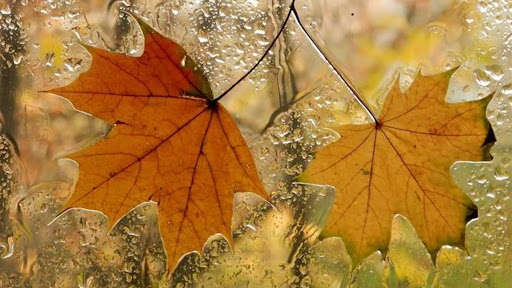 В Украину идут ливни, местами - со снегом: где будет холоднее