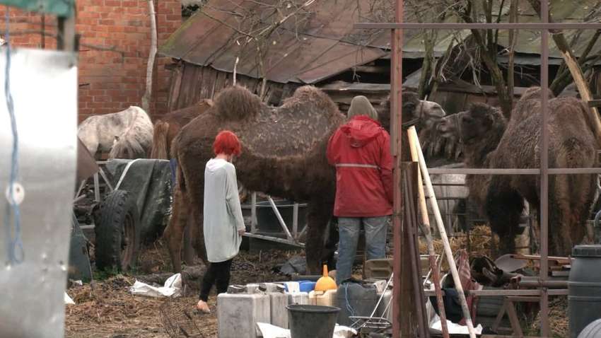 На Харківщині верблюди знищують урожай фермерів На Харківщині верблюди знищують урожай фермерів