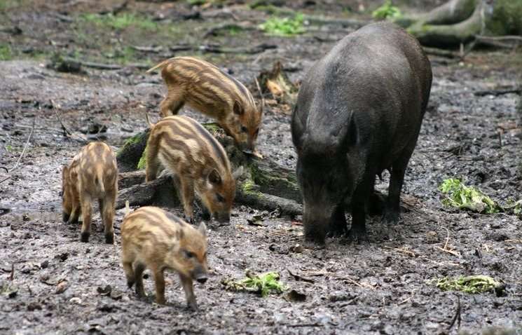 Необычные нарушители правил дорожного движения появились в Харькове - видео стало вирусным