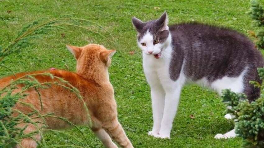 Чужі коти більше не зайдуть: прості способи відлякати їх із двору без шкоди тваринам