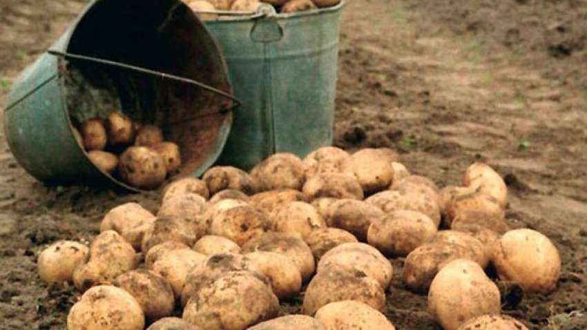 Нету интернета: под Ровно школьники вместо дистанционного обучения копают картошку Нету интернета: под Ровно школьники вместо дистанционного обучения копают картошку