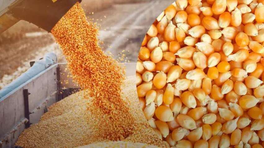 «ГРЕЙН ПАУЕР»: ціни на кукурудзу в Україні можуть знизитися на $10-15 через рекордну пропозицію «ГРЕЙН ПАУЕР»: ціни на кукурудзу в Україні можуть знизитися на $10-15 через рекордну пропозицію