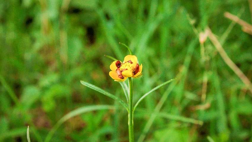 Ученые нашли крошечный цветок, которому 100 млн лет Ученые нашли крошечный цветок, которому 100 млн лет