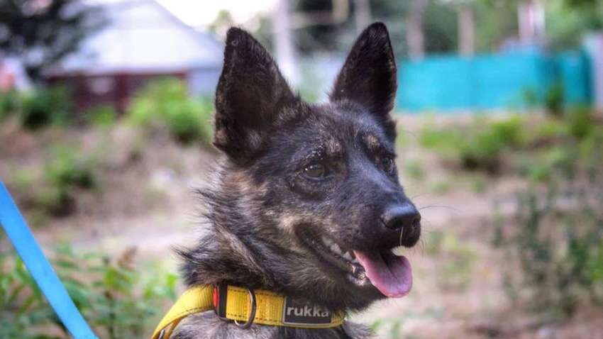 Росія повернула Україні собаку з захопленого буксира "Яни Капу"