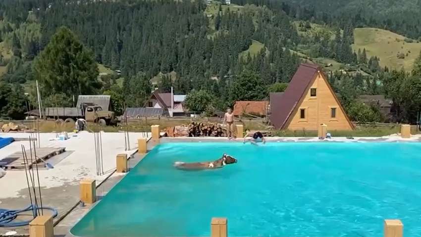 У Карпатах в басейн до туристів несподівано стрибнула корова (ВІДЕО)