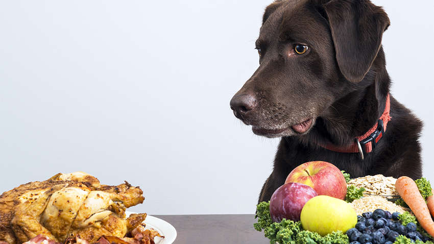 Їжа, яка може вбити собаку: небезпечні продукти прямо на вашій кухні Їжа, яка може вбити собаку: небезпечні продукти прямо на вашій кухні