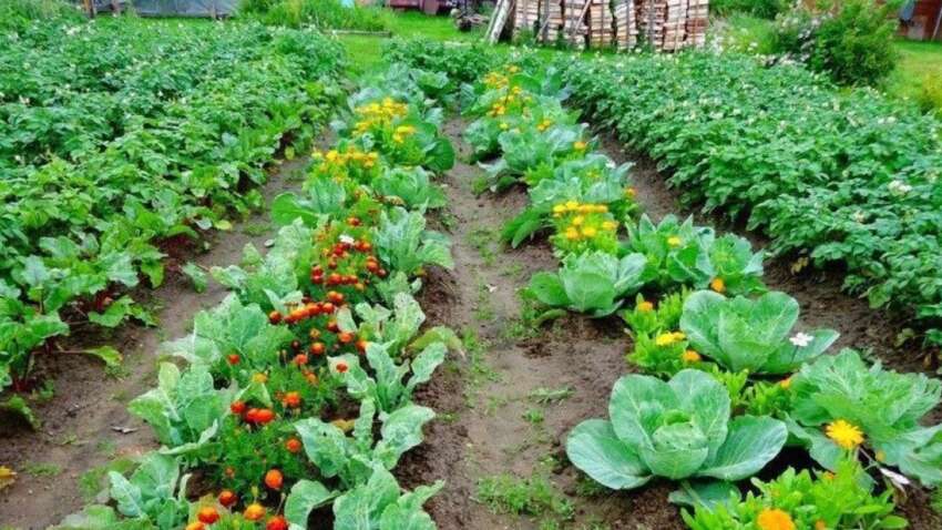 Не сажайте это рядом: 7 растений, которые могут уничтожить ваш урожай Не сажайте это рядом: 7 растений, которые могут уничтожить ваш урожай