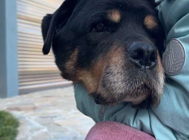 Український ротвейлер став рекордсменом за тривалістю життя серед породи