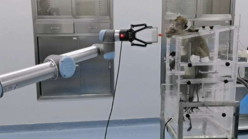 Управлять роботом силой мысли: ученые подсоединили мозг обезьяны к компьютеру