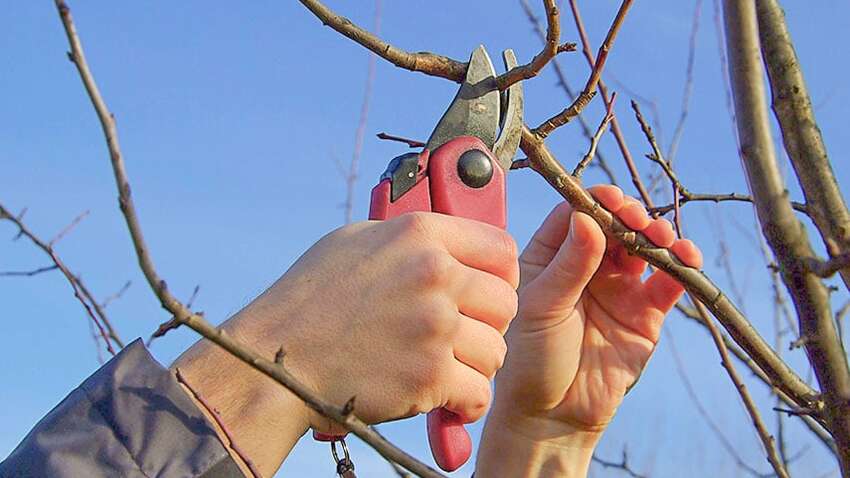 Ці рослини обов'язково потрібно обрізати у березні, щоб вони добре цвіли