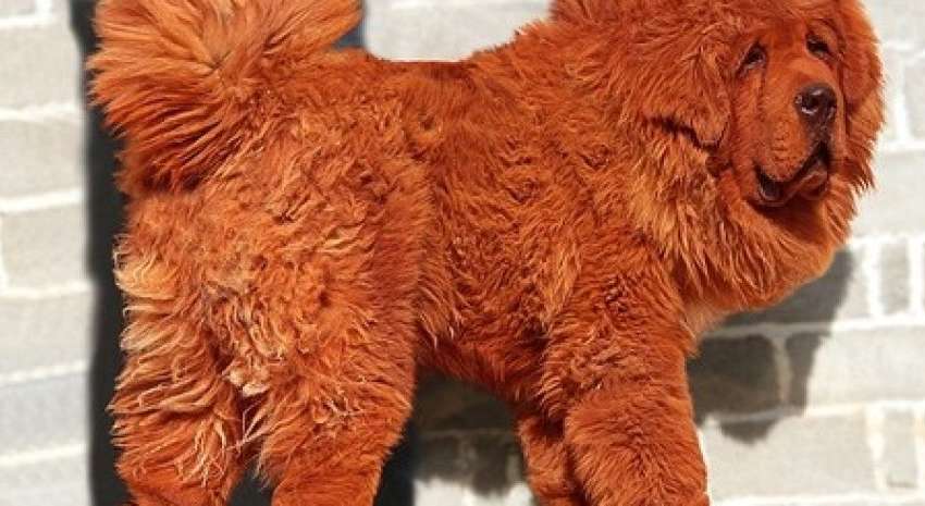 Щенок за 2 миллиона долларов: как выглядит самый дорогой пес в мире Щенок за 2 миллиона долларов: как выглядит самый дорогой пес в мире