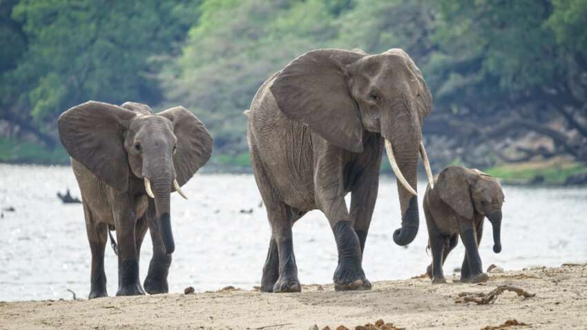 Американського мільйонера затоптали слони під час полювання в Африці