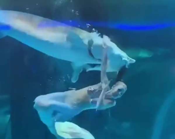 В Китае гигантская рыба чуть не откусила голову россиянке: шокирующее видео В Китае гигантская рыба чуть не откусила голову россиянке: шокирующее видео