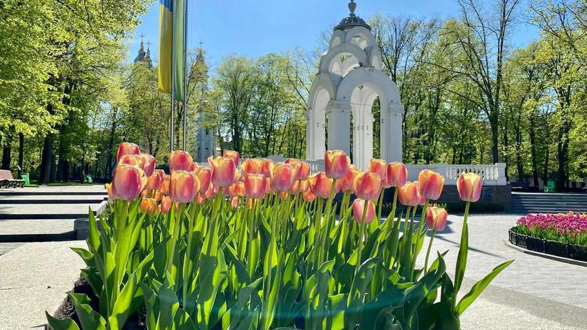 У Харкові висадять десятки тисяч тюльпанів У Харкові висадять десятки тисяч тюльпанів