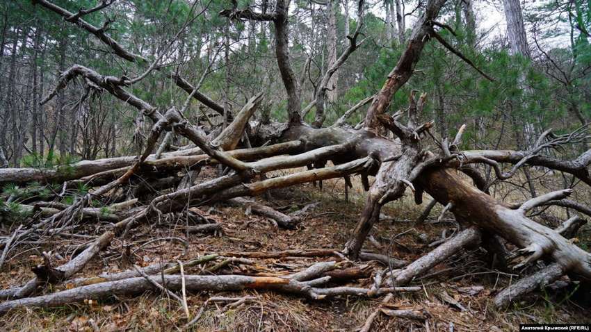 На Хмельниччині буревій повалив та повиривав дерева на понад 100 гектарах лісу (ФОТО) На Хмельниччині буревій повалив та повиривав дерева на понад 100 гектарах лісу (ФОТО)
