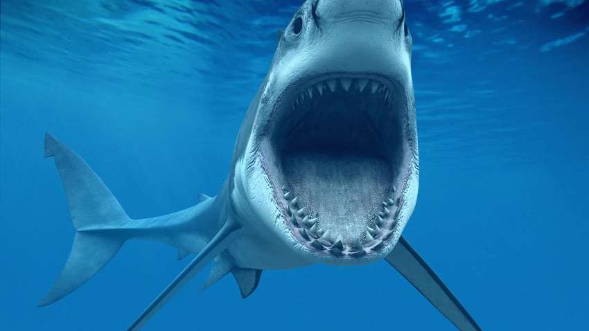 В Ирландии акулы подплыли в берегу, где отдыхали родители с детьми (ФОТО, ВИДЕО)