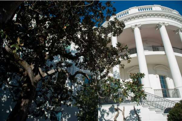 Трамп розлютив американців, наказавши зрубати дерево-легенду, яке зображено на банкнотах Трамп розлютив американців, наказавши зрубати дерево-легенду, яке зображено на банкнотах