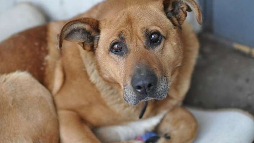 "Гуманное отношение к братьям нашим меньшим", - депутаты требуют принятия нового законопроекта