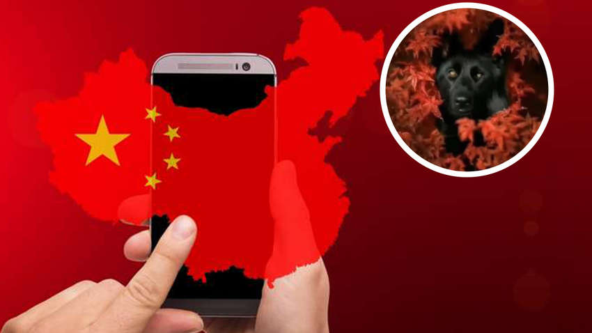 Миле зображення собаки обурило китайців. За що Sony заблокували в соціальних мережах