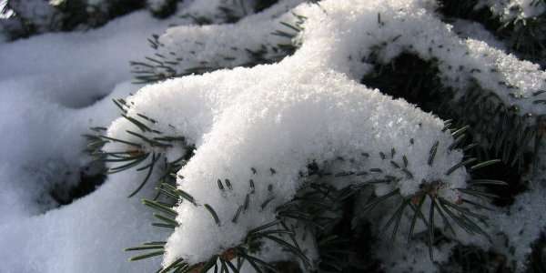 Синоптик спрогнозировала до +8 градусов в Украине: куда придет потепление  Синоптик спрогнозировала до +8 градусов в Украине: куда придет потепление