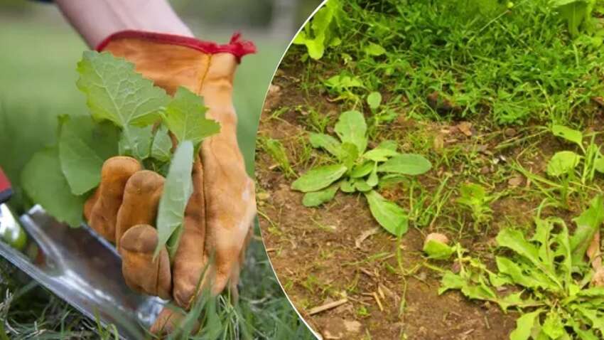 Як швидко позбавитися бур’яну без хімії: простий домашній рецепт миттєво вирішить проблему 