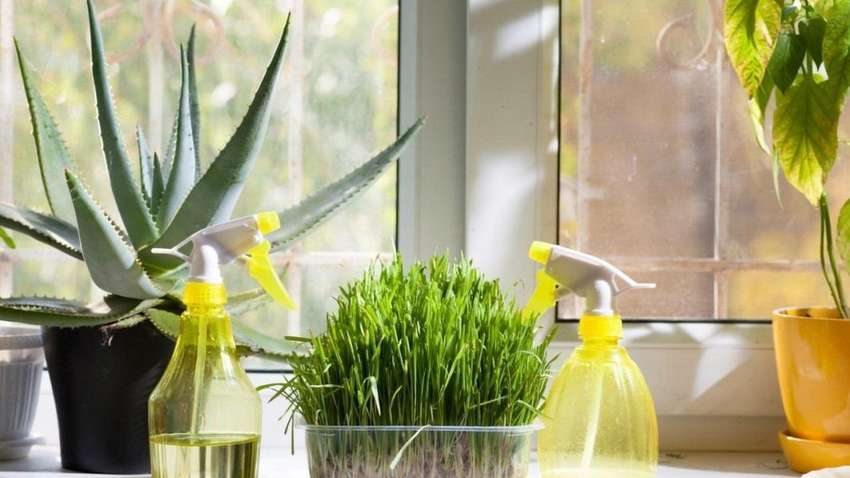 Как сделать воздух в помещении более здоровым Как сделать воздух в помещении более здоровым