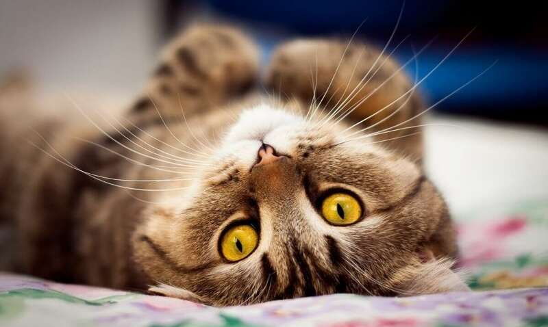 Европа празднует День кота: с чего все начиналось (фото)