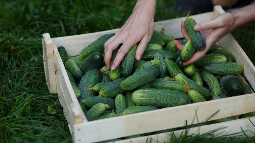 Овощи в Украине резко дорожают: какие продукты выросли в цене и сколько стоят на этой неделе