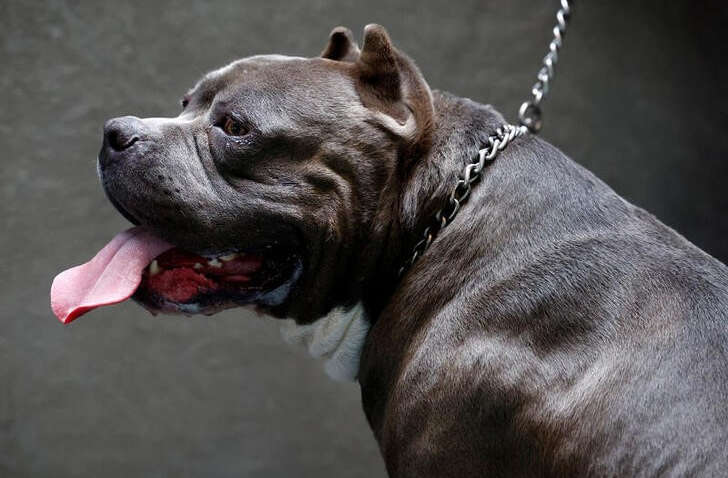 В Британии ликвидируют опасную породу собак: нападения на детей