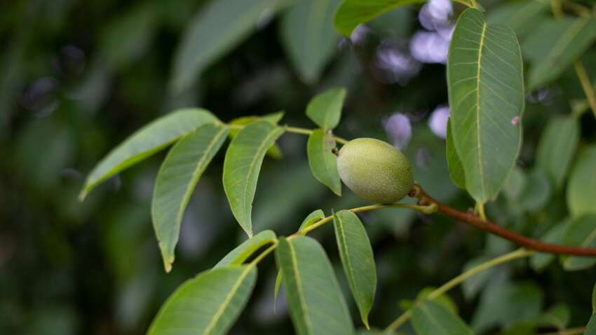 Не сажайте у дома: это дерево может разрушить дом и испортить весь двор Не сажайте у дома: это дерево может разрушить дом и испортить весь двор