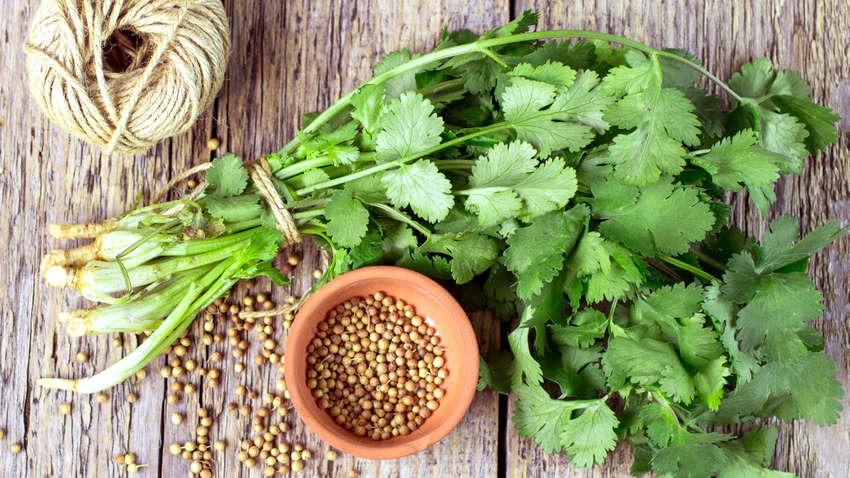 Медики назвали лечебные свойства кориандра
