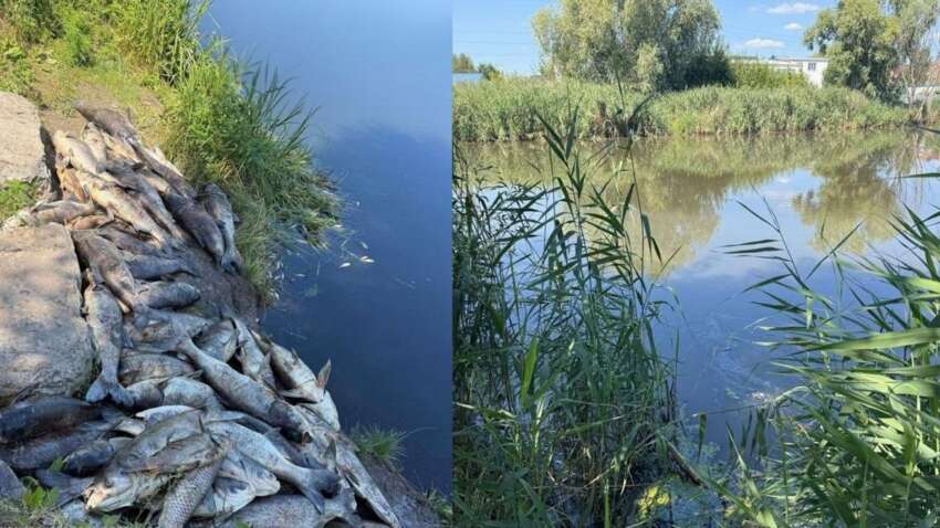 Масштабное отравление водоемов: в Киевской области объявлено экологическую ЧС Масштабное отравление водоемов: в Киевской области объявлено экологическую ЧС